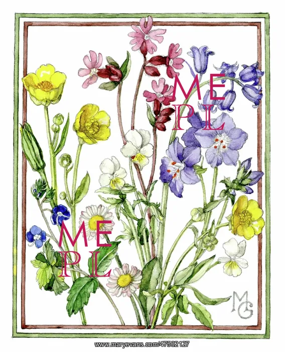 : Buttercups, pink campion, daisies etc : Buttercups, pink campion, daisies etc