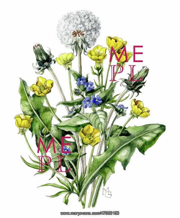  : Buttercups, veronica and dandelion