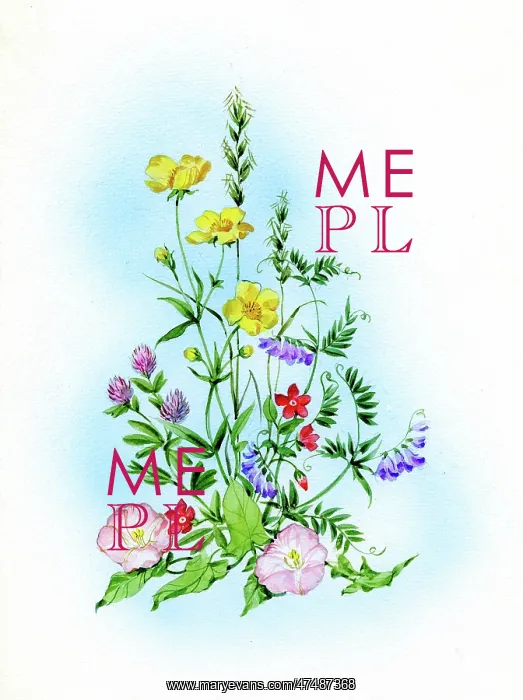  : Buttercups, vetch, pimpernel and convolvulus