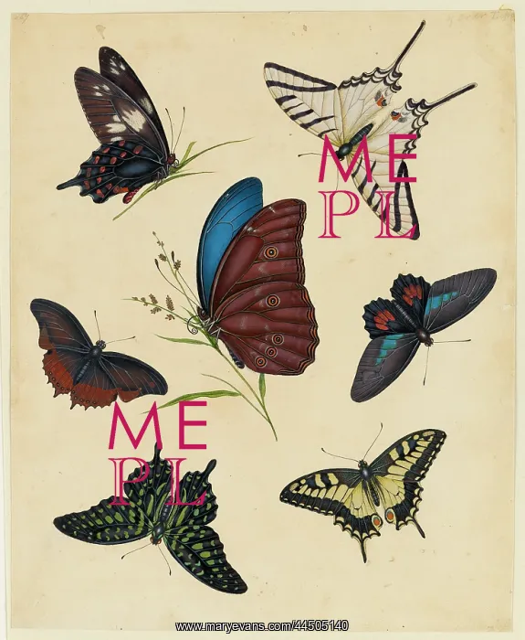 : Butterflies : Butterflies