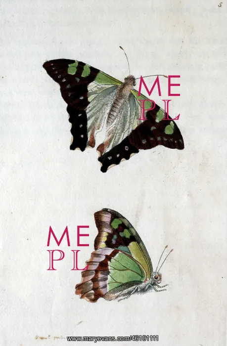 : Two butterflies : Two butterflies