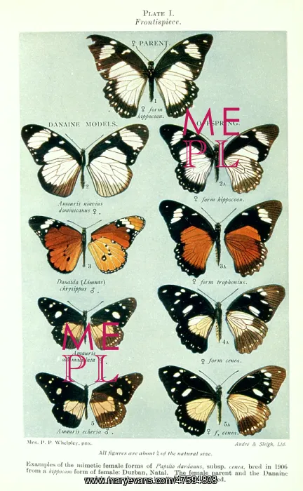 : Butterflies : Butterflies