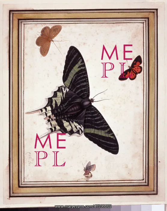 : Butterflies : Butterflies