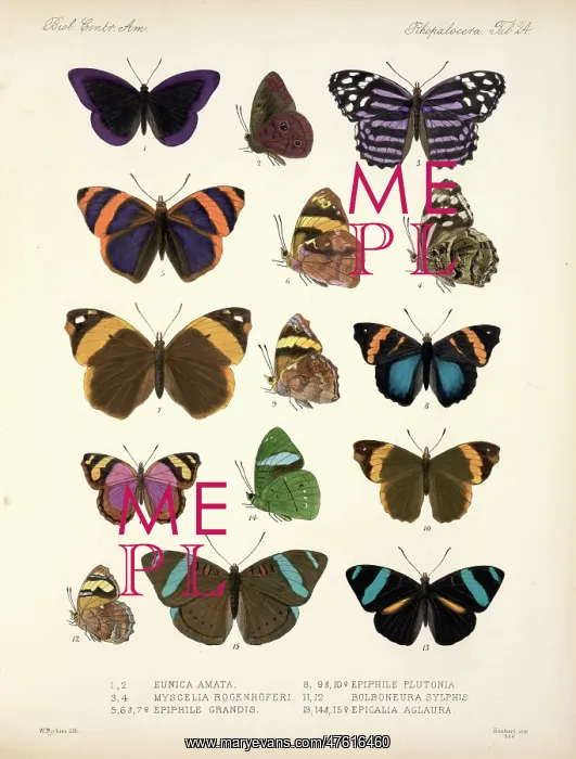 : Butterflies : Butterflies