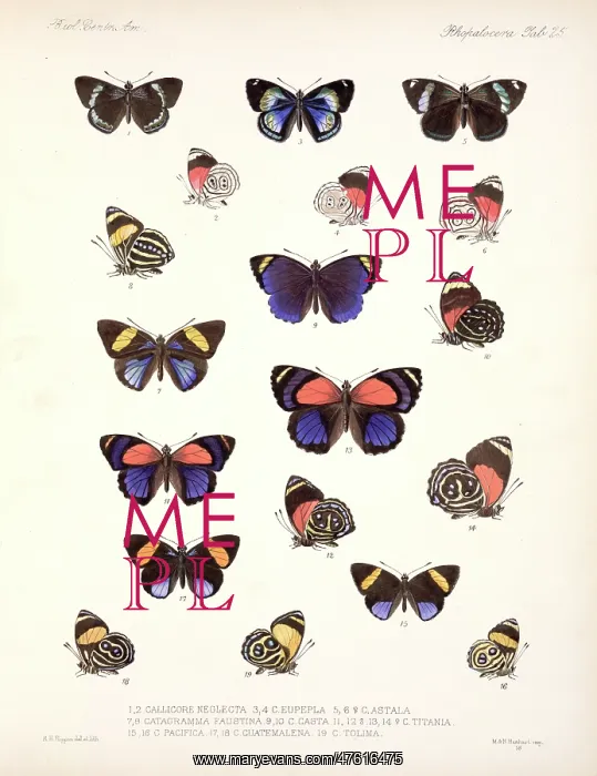 : Butterflies : Butterflies
