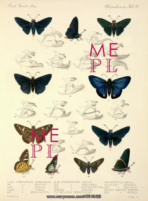: Butterflies : Butterflies