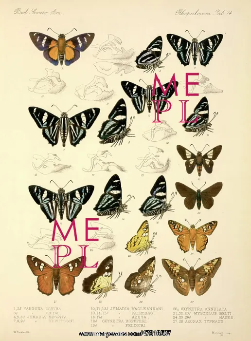 : Butterflies : Butterflies