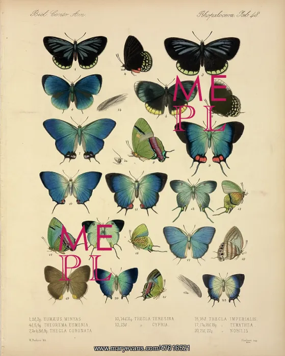 : Butterflies : Butterflies