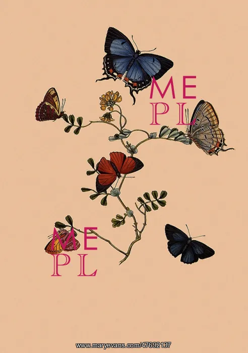 : Six Butterflies : Six Butterflies