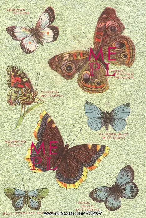 : Butterflies : Butterflies