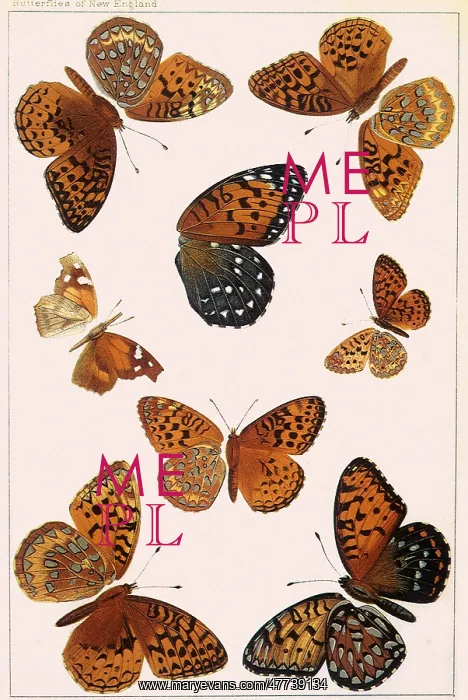 : Butterflies : Butterflies