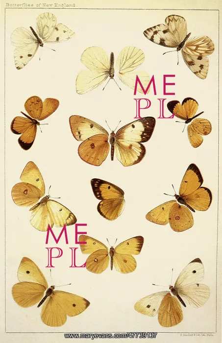  : Butterflies
