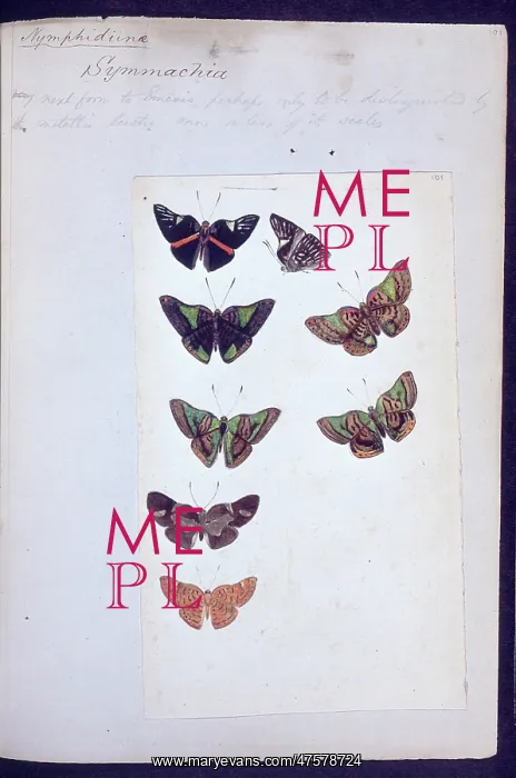 : Butterflies from the Amazon by H.W. Bates : Butterflies from the Amazon by H.W. Bates