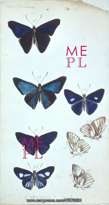  : Butterflies from the Amazon by H.W. Bates