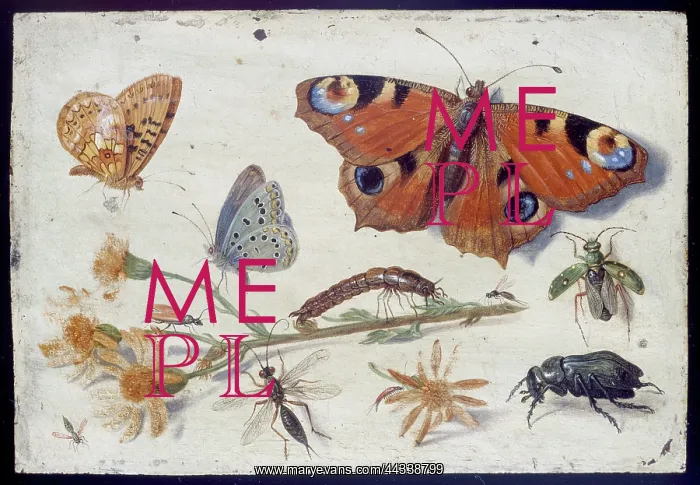 : Three Butterflies, a Beetle and other Insects : Three Butterflies, a Beetle and other Insects