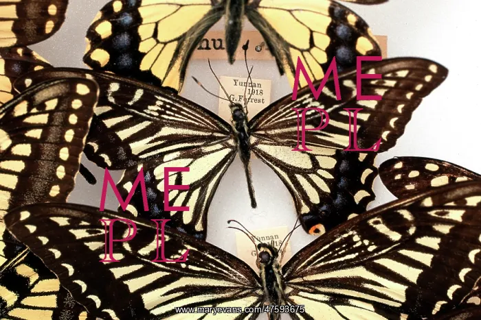 : Butterflies on display : Butterflies on display