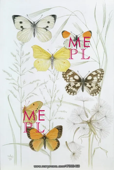 : Butterflies of the Hedgerows : Butterflies of the Hedgerows