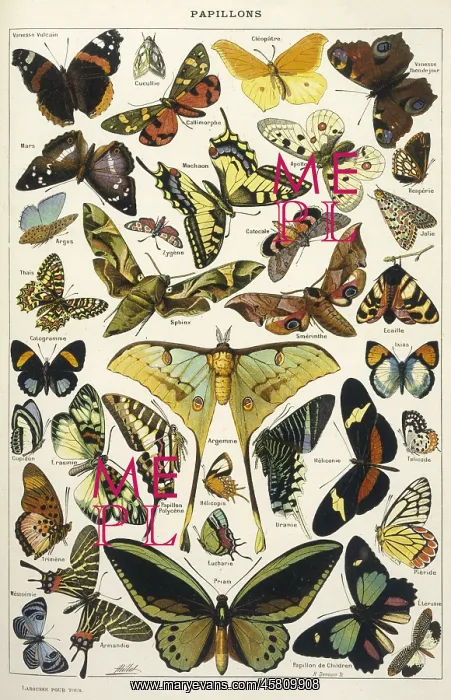  : Butterflies in Larousse