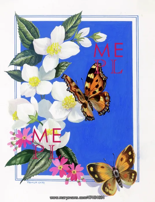  : Butterflies on mock-orange blossom