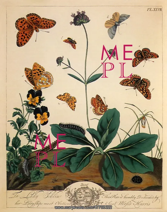 : Butterflies and Moths : Butterflies and Moths