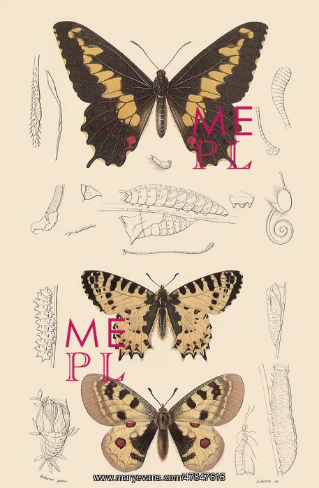 : Butterflies and Moths : Butterflies and Moths