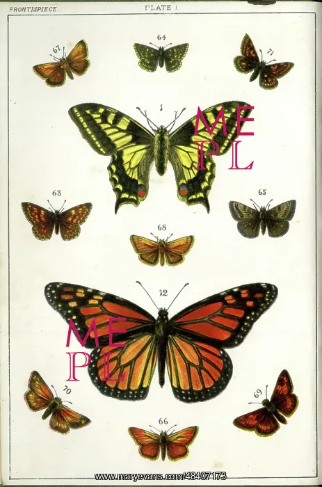 : Butterflies and Moths, Plate 1, Papiliones, Erycinidae, etc : Butterflies and Moths, Plate 1, Papiliones, Erycinidae, etc