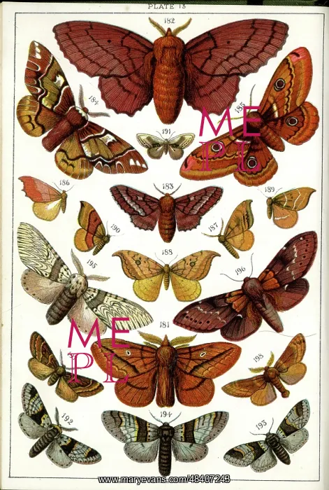 : Butterflies and Moths, Plate 13, Bombyces, Saturniidae, etc : Butterflies and Moths, Plate 13, Bombyces, Saturniidae, etc