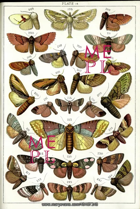: Butterflies and Moths, Plate 14, Bombyces, Notodontidae, etc : Butterflies and Moths, Plate 14, Bombyces, Notodontidae, etc