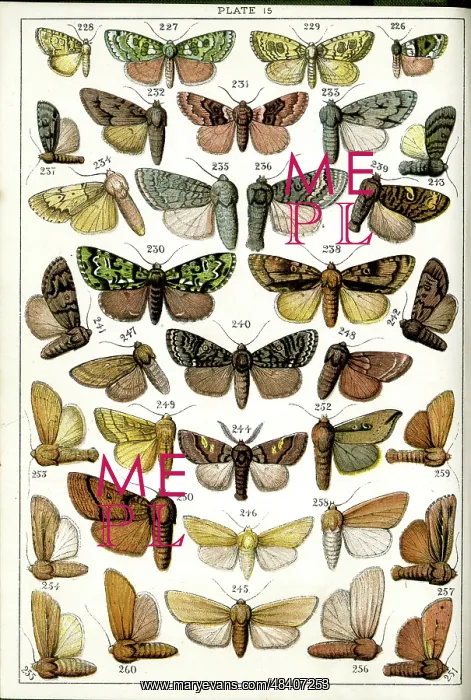 : Butterflies and Moths, Plate 15, Noctuae, Acronyctidae, etc : Butterflies and Moths, Plate 15, Noctuae, Acronyctidae, etc