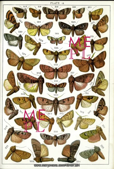 : Butterflies and Moths, Plate 18, Noctuae, Caradrinidae, etc : Butterflies and Moths, Plate 18, Noctuae, Caradrinidae, etc