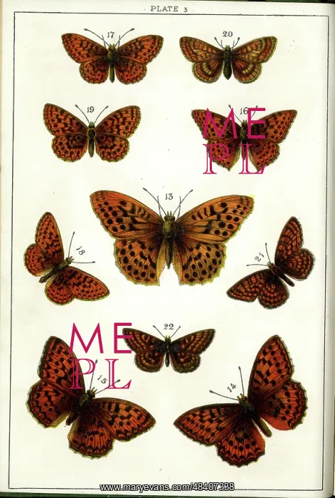 : Butterflies and Moths, Plate 3, Papiliones, Nymphalidae : Butterflies and Moths, Plate 3, Papiliones, Nymphalidae