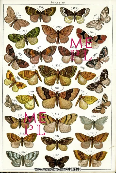 : Butterflies and Moths, Plate 30, Geometrae, Hyberniidae, etc : Butterflies and Moths, Plate 30, Geometrae, Hyberniidae, etc