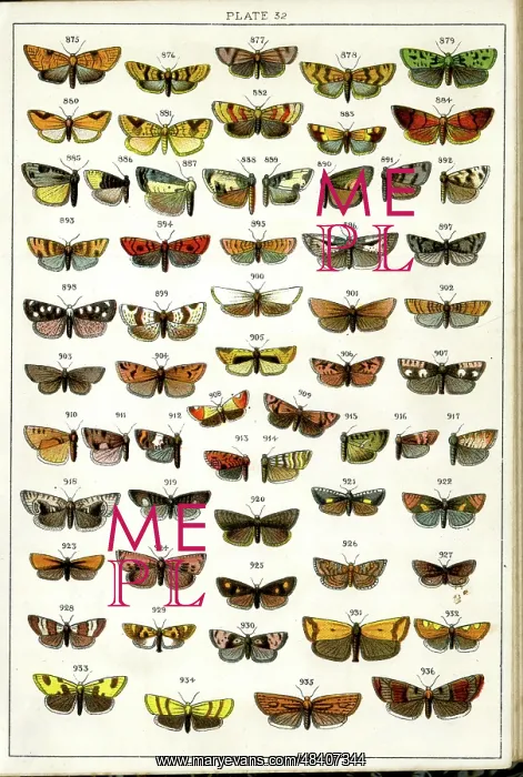 : Butterflies and Moths, Plate 32, Tortrices : Butterflies and Moths, Plate 32, Tortrices