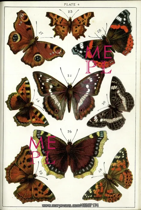 : Butterflies and Moths, Plate 4, Papiliones, Nymphalidae : Butterflies and Moths, Plate 4, Papiliones, Nymphalidae