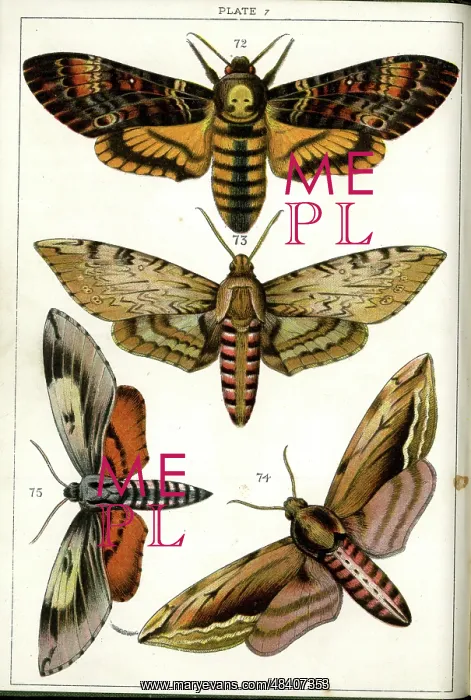 : Butterflies and Moths, Plate 7, Sphinges, Sphingidae : Butterflies and Moths, Plate 7, Sphinges, Sphingidae