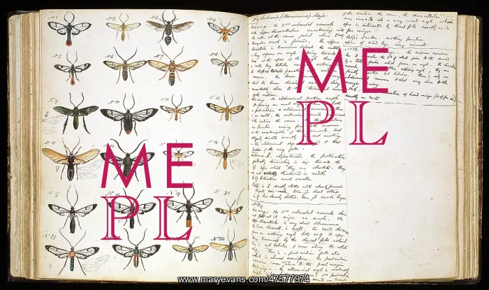 : Butterflies painted by H. W. Bates : Butterflies painted by H. W. Bates