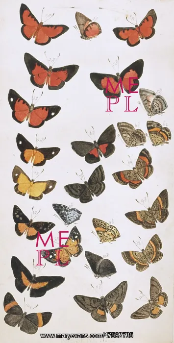 : Butterflies painted by H. W. Bates : Butterflies painted by H. W. Bates