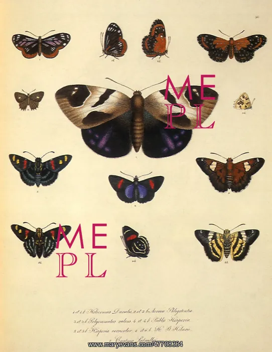 : Butterflies, Skippers, Moth : Butterflies, Skippers, Moth