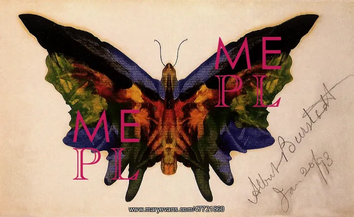 : Butterfly : Butterfly