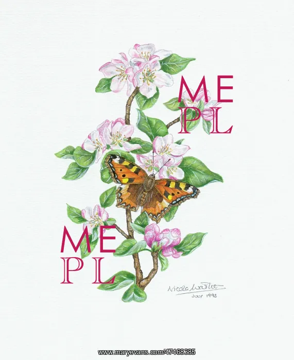  : Butterfly on Apple Blossom