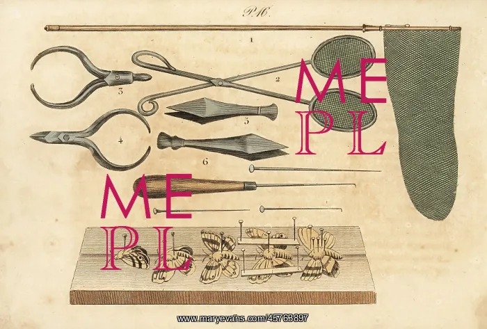 : Butterfly collector tools, 19th century : Butterfly collector tools, 19th century