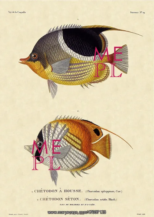  : Butterfly Fish