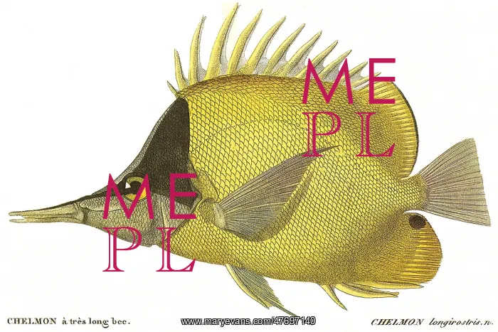 : Butterfly Fish : Butterfly Fish