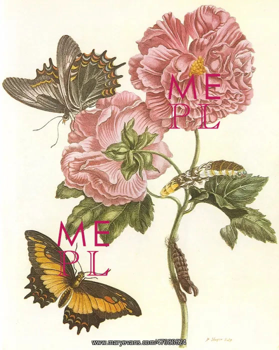: Butterfly and Flowers : Butterfly and Flowers