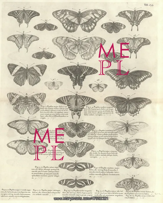 : Butterfly illustration : Butterfly illustration