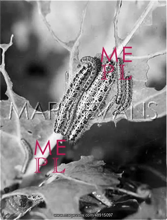 : BUTTERFLY LARVA : BUTTERFLY LARVA