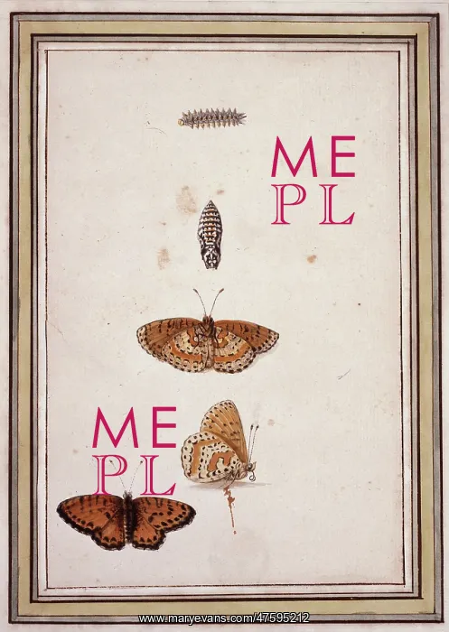 : Butterfly lifecycle : Butterfly lifecycle