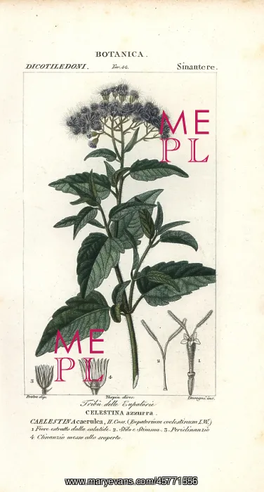 : Butterfly mist, Ageratum corymbosum : Butterfly mist, Ageratum corymbosum
