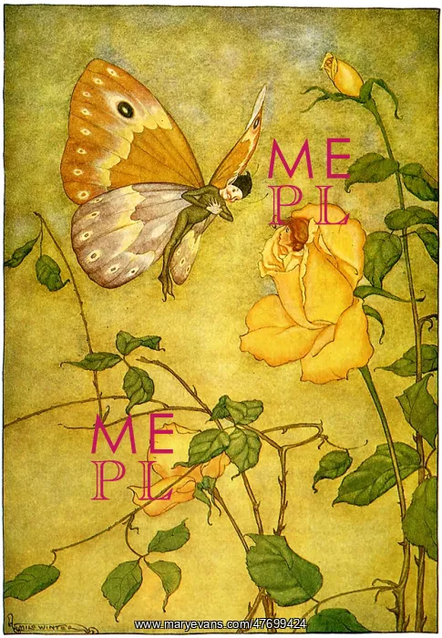 : Butterfly and Rose : Butterfly and Rose