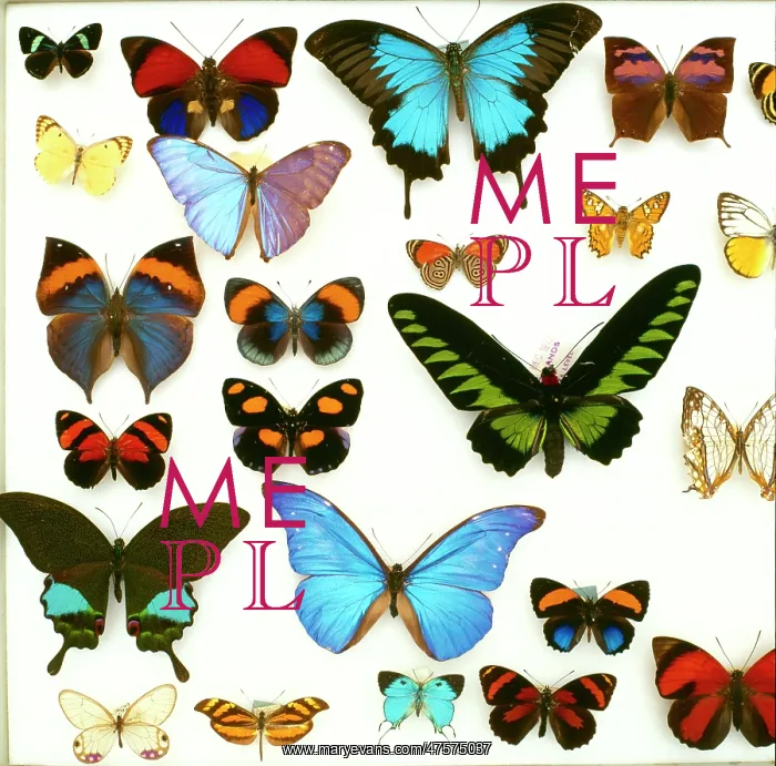 : Butterfly specimen tray : Butterfly specimen tray